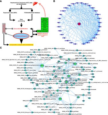 A Network-Guided Approach to Discover Phytochemical-Based Anticancer Therapy: Targeting MARK4 for Hepatocellular Carcinoma